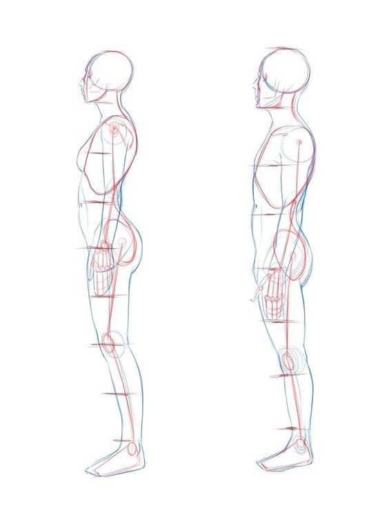 Featured image of post Reference Side Profile Anatomy